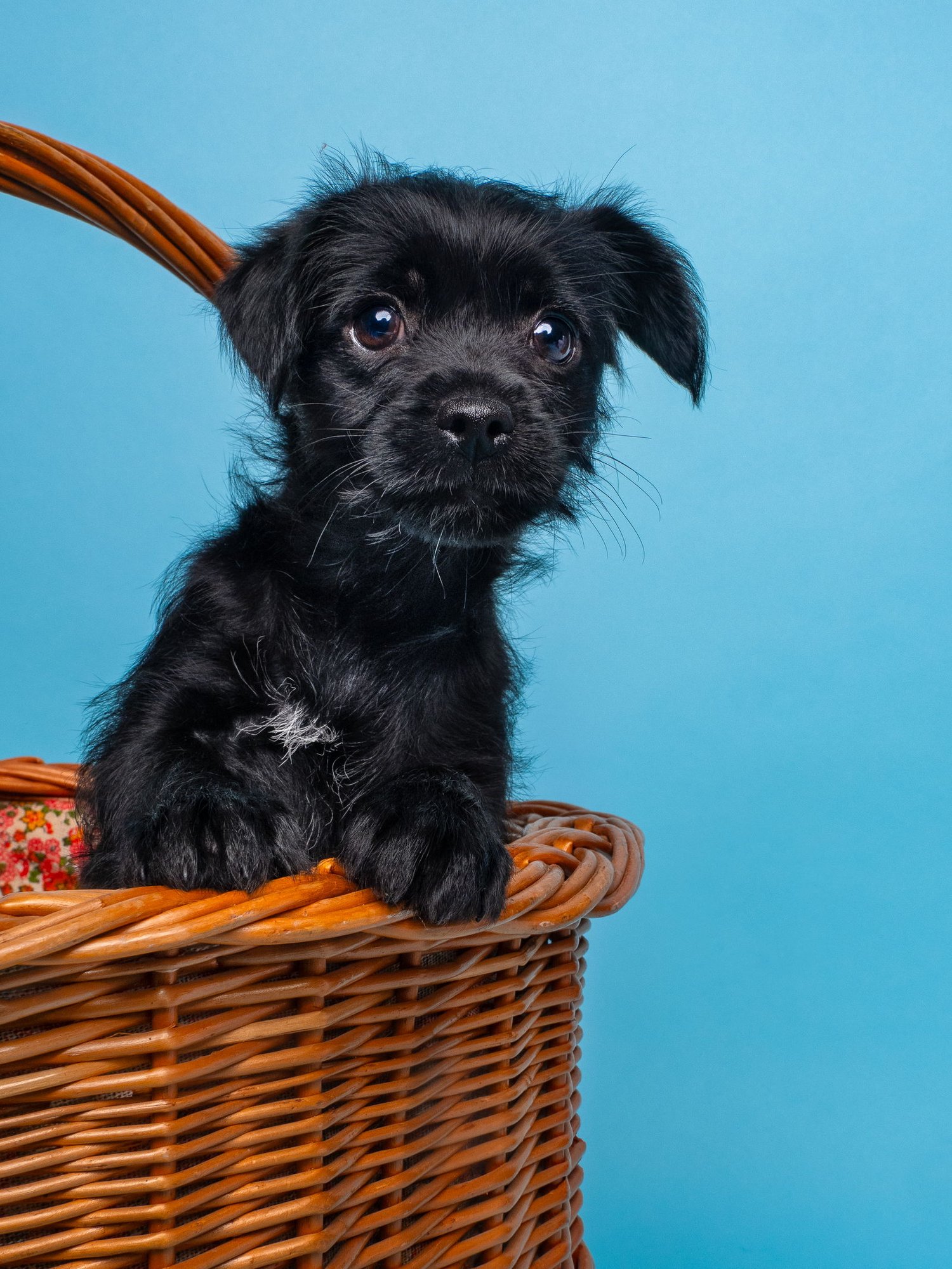 CHIX SOUP: DUMPLING - Miniature Schnauzer available for adoption