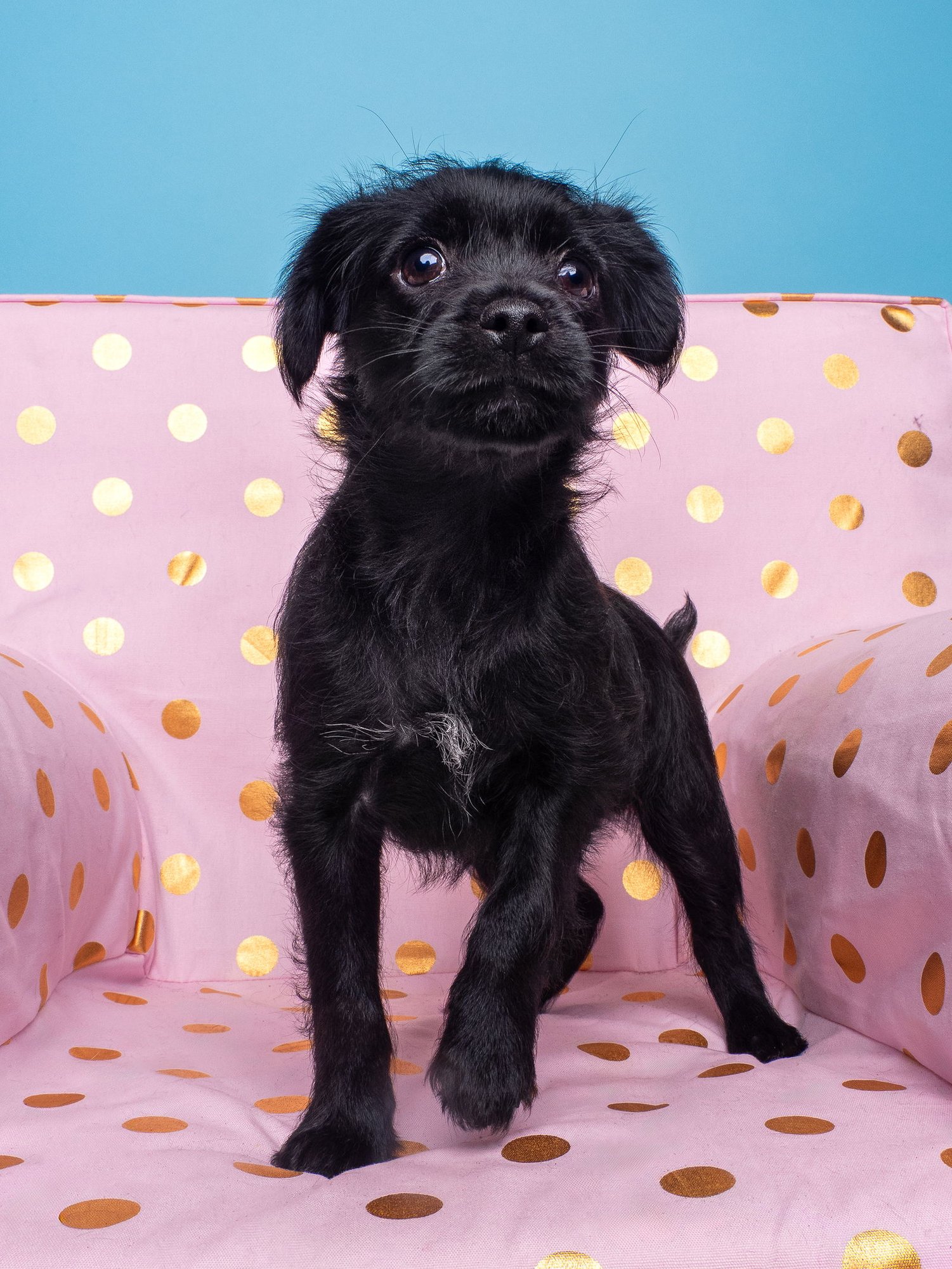 CHIX SOUP: DUMPLING - Miniature Schnauzer available for adoption