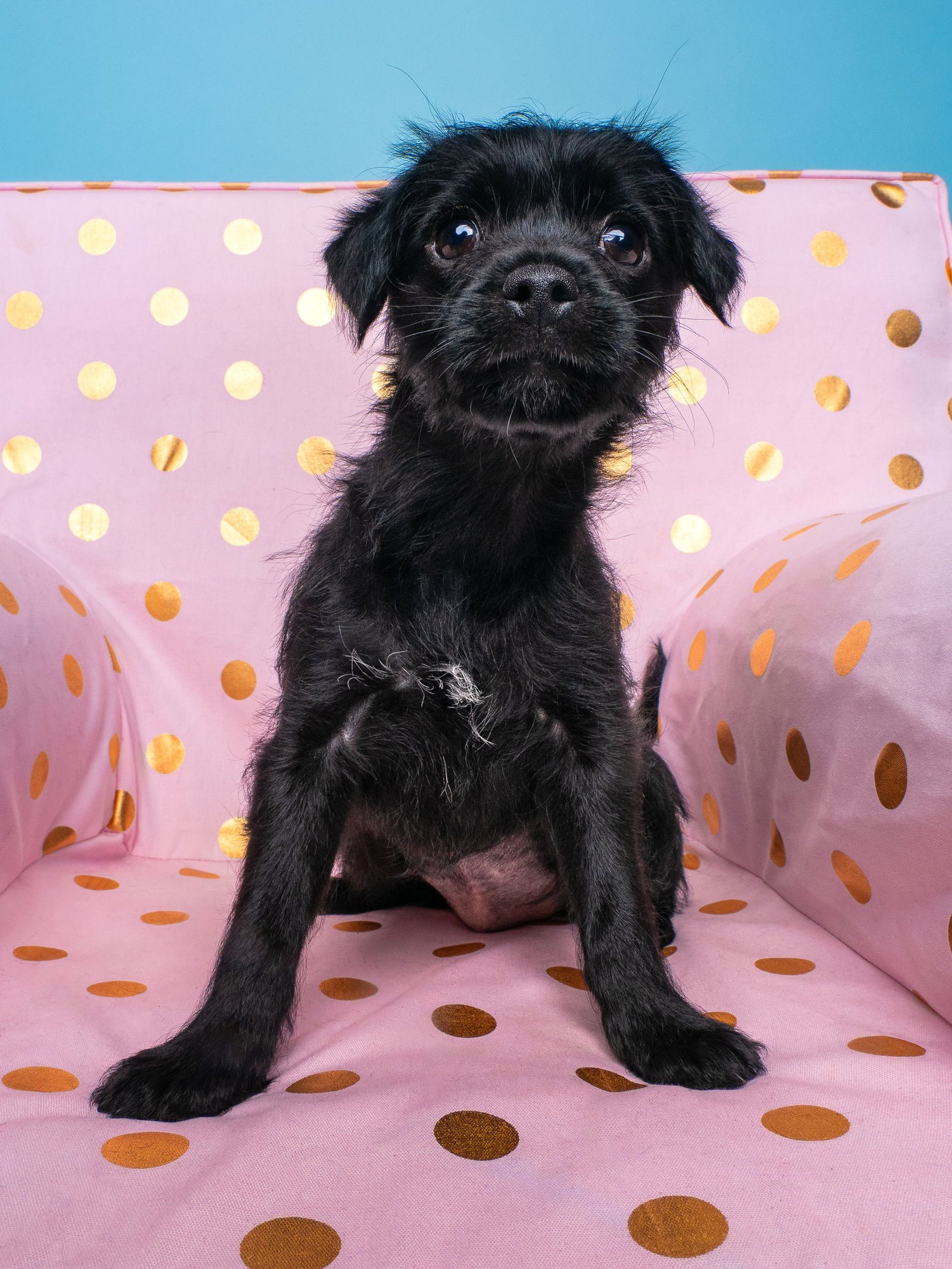 Chix Soup: Dumpling - Photo 3