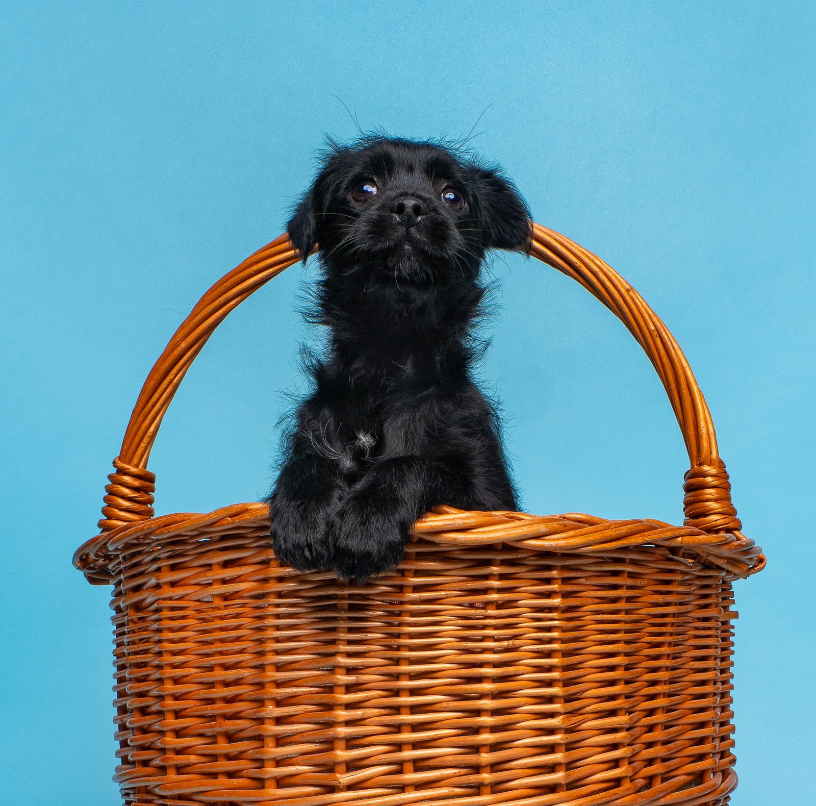 Chix Soup: Dumpling - Photo 4