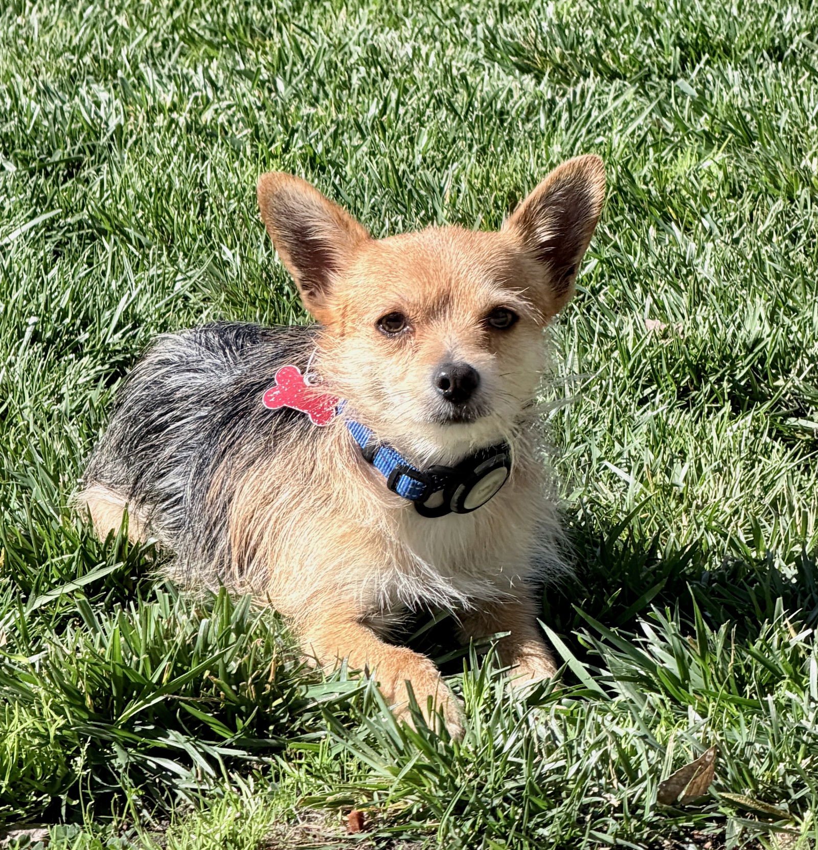 PAPERBACK - Yorkshire Terrier Yorkie available for adoption