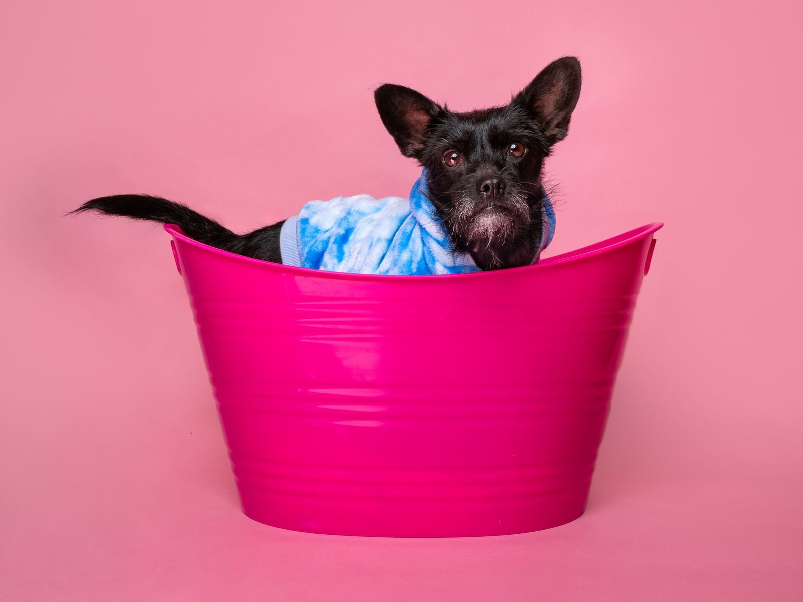 CHICKEN SOUP - Miniature Schnauzer available for adoption