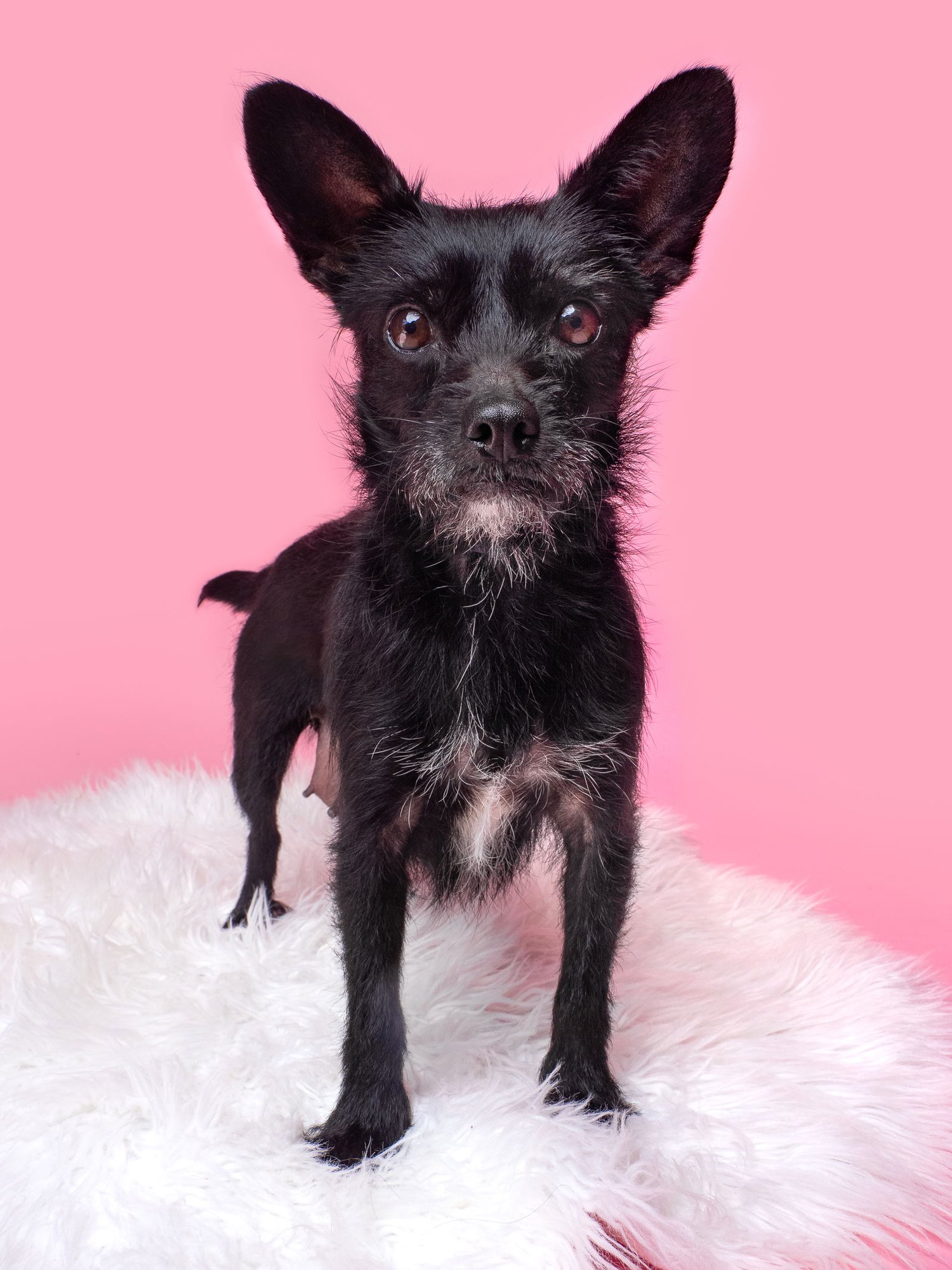 Chicken Soup - Photo 3