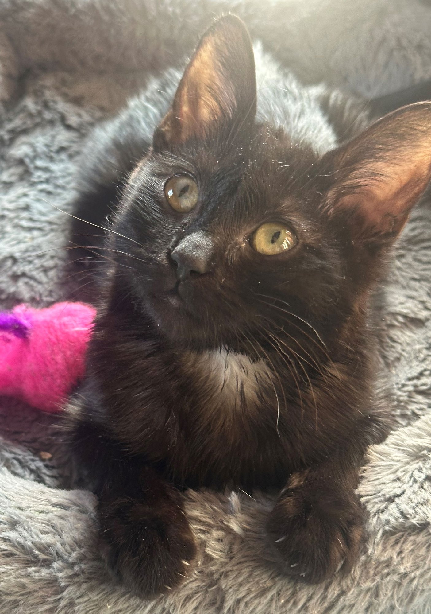 PISTON - Norwegian Forest Cat / Domestic Medium Hair available for adoption