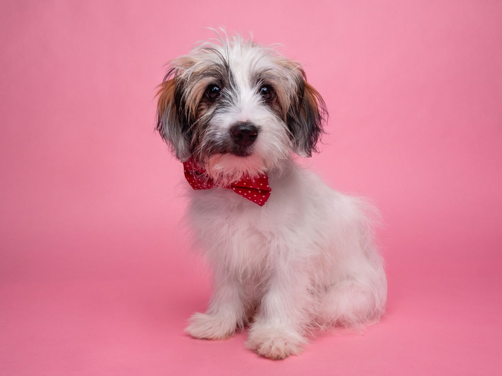 HAMBURGER - Maltese available for adoption