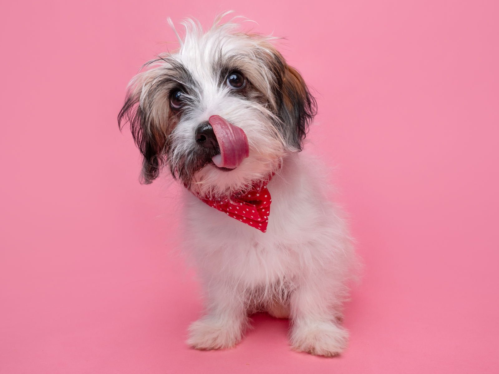 HAMBURGER - Maltese available for adoption