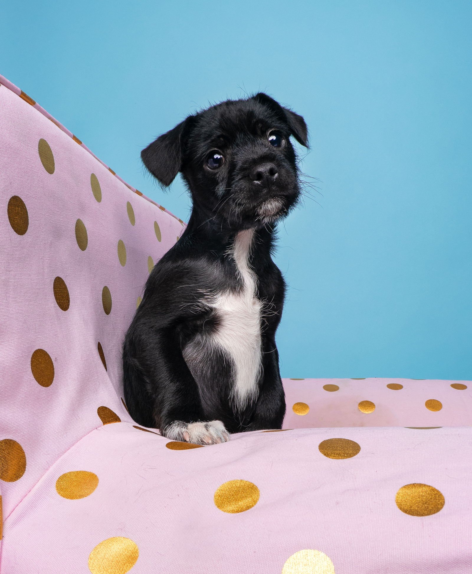 CHIX SOUP: MATZO BALL - Miniature Schnauzer available for adoption