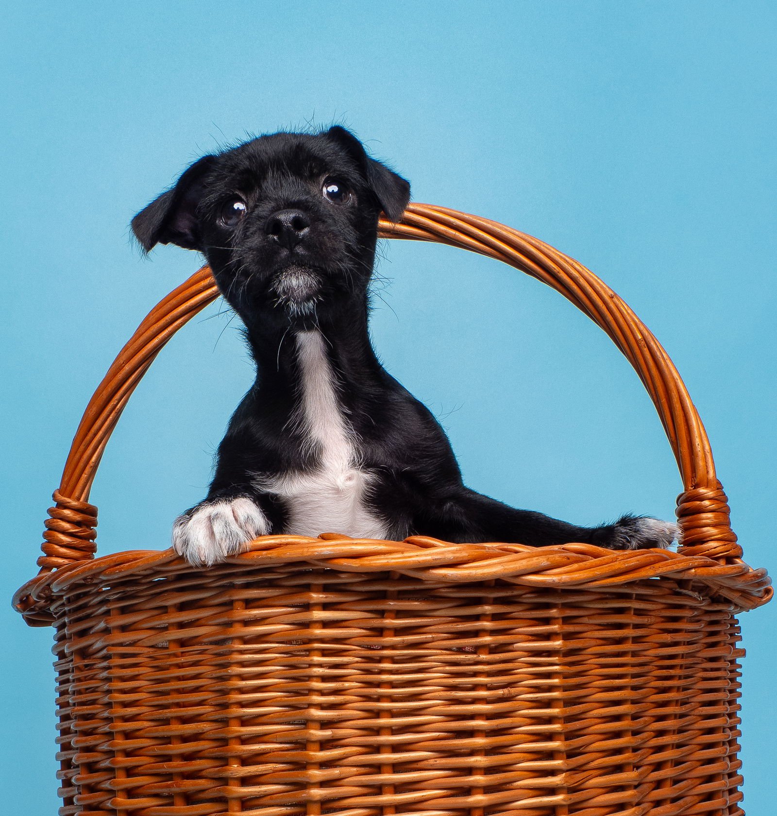 CHIX SOUP: MATZO BALL - Miniature Schnauzer available for adoption