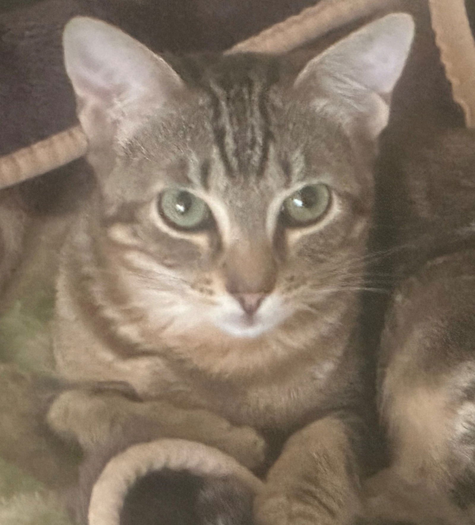 CUPCAKE - Tabby available for adoption