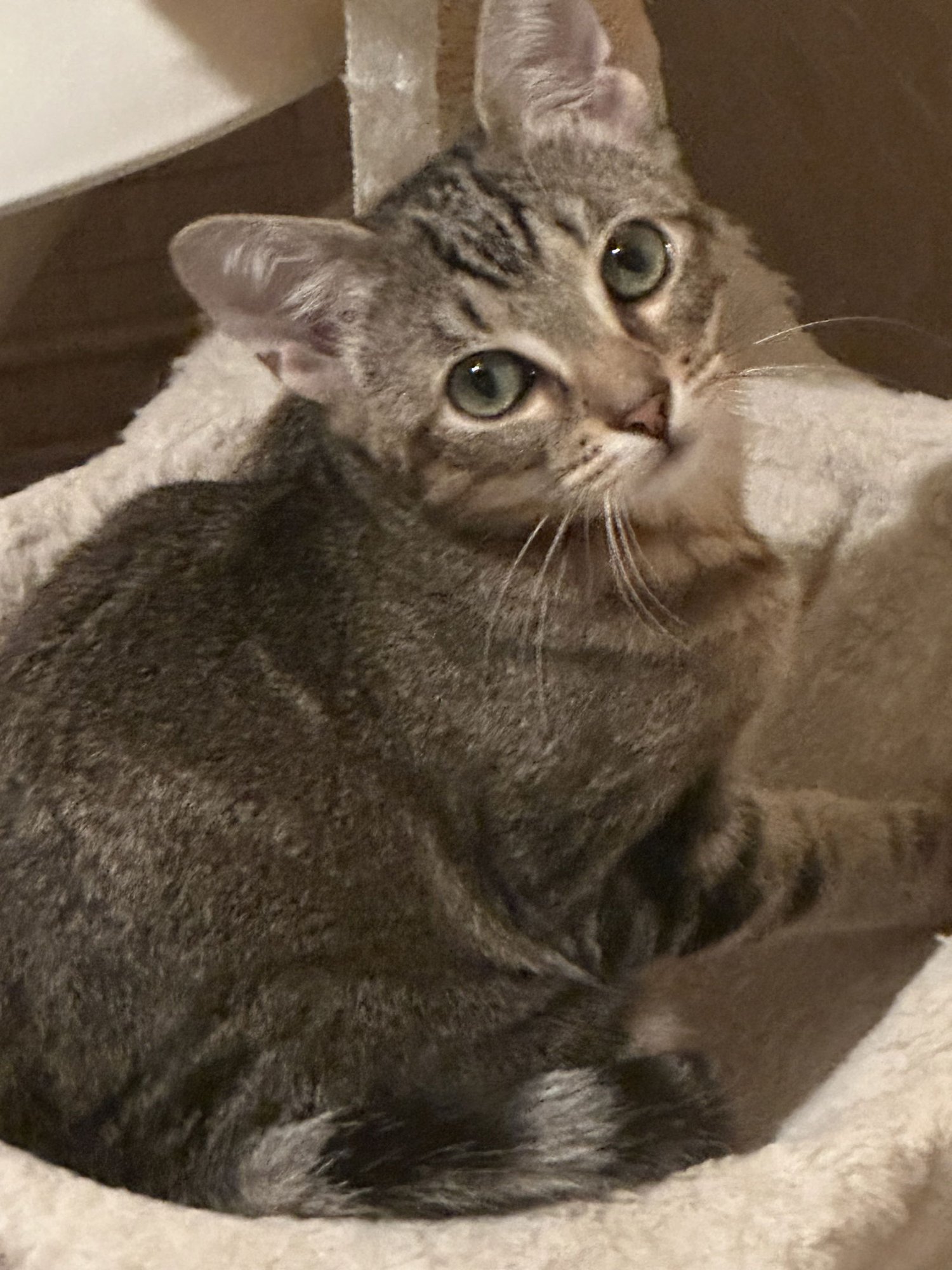 CUPCAKE - Tabby available for adoption