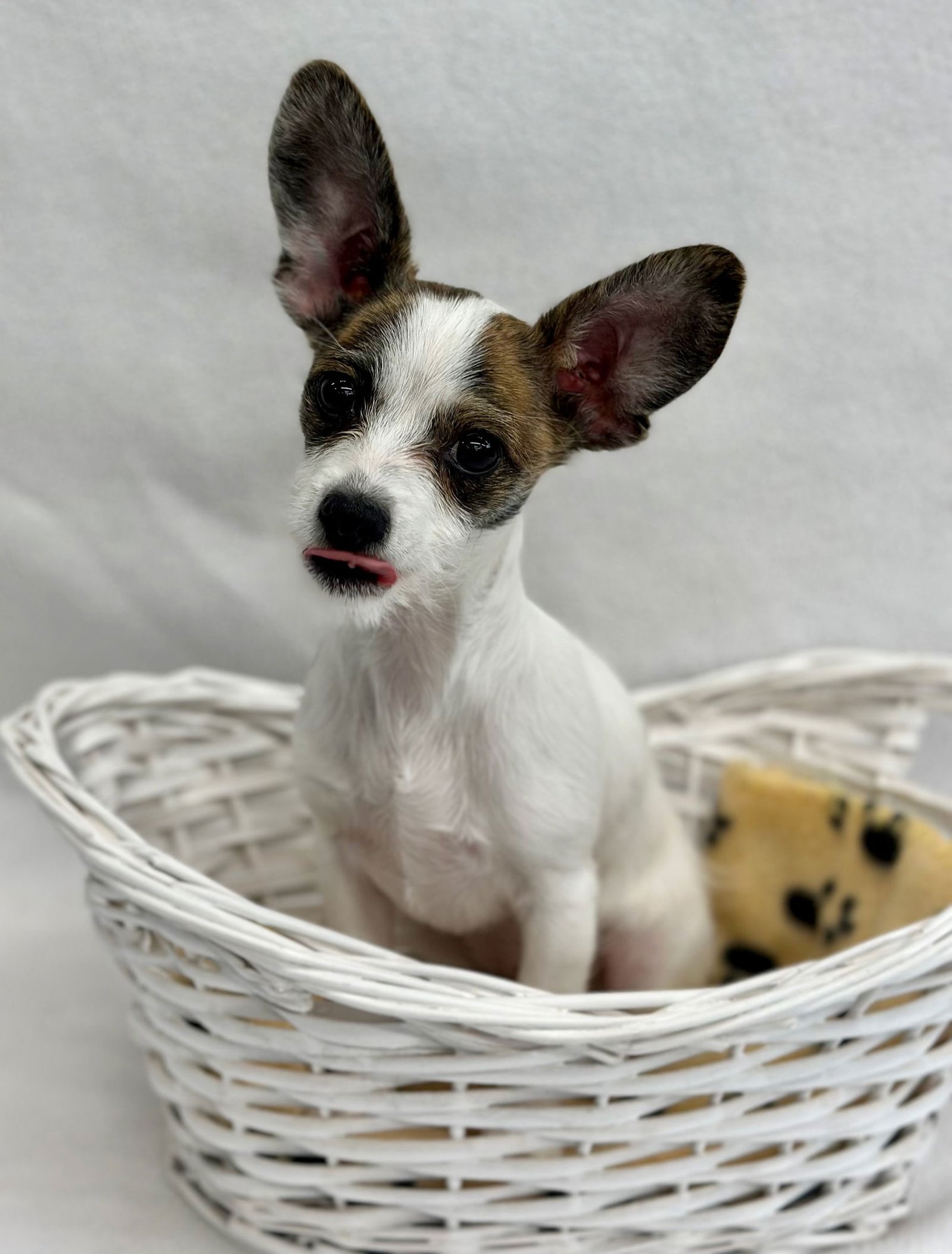 CRICKET - Toy Fox Terrier / Chihuahua available for adoption