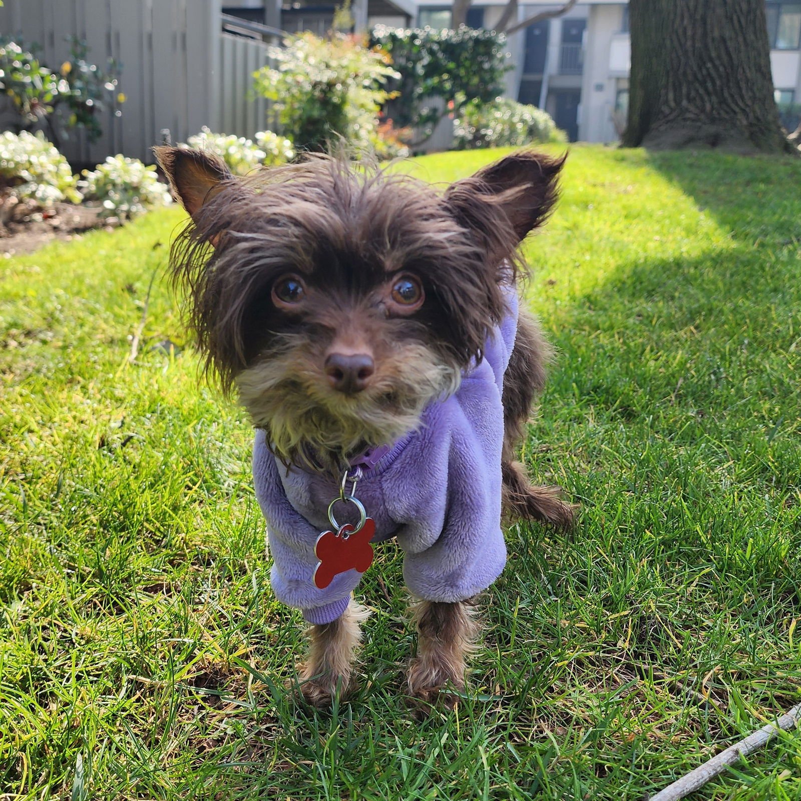 MINI - Maltese available for adoption