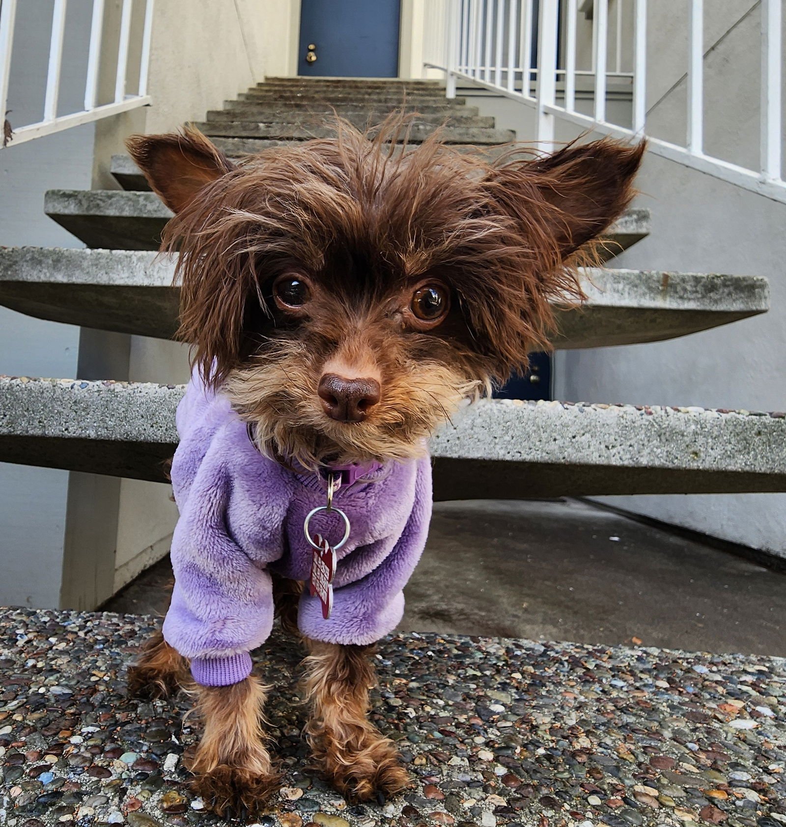 MINI - Maltese available for adoption