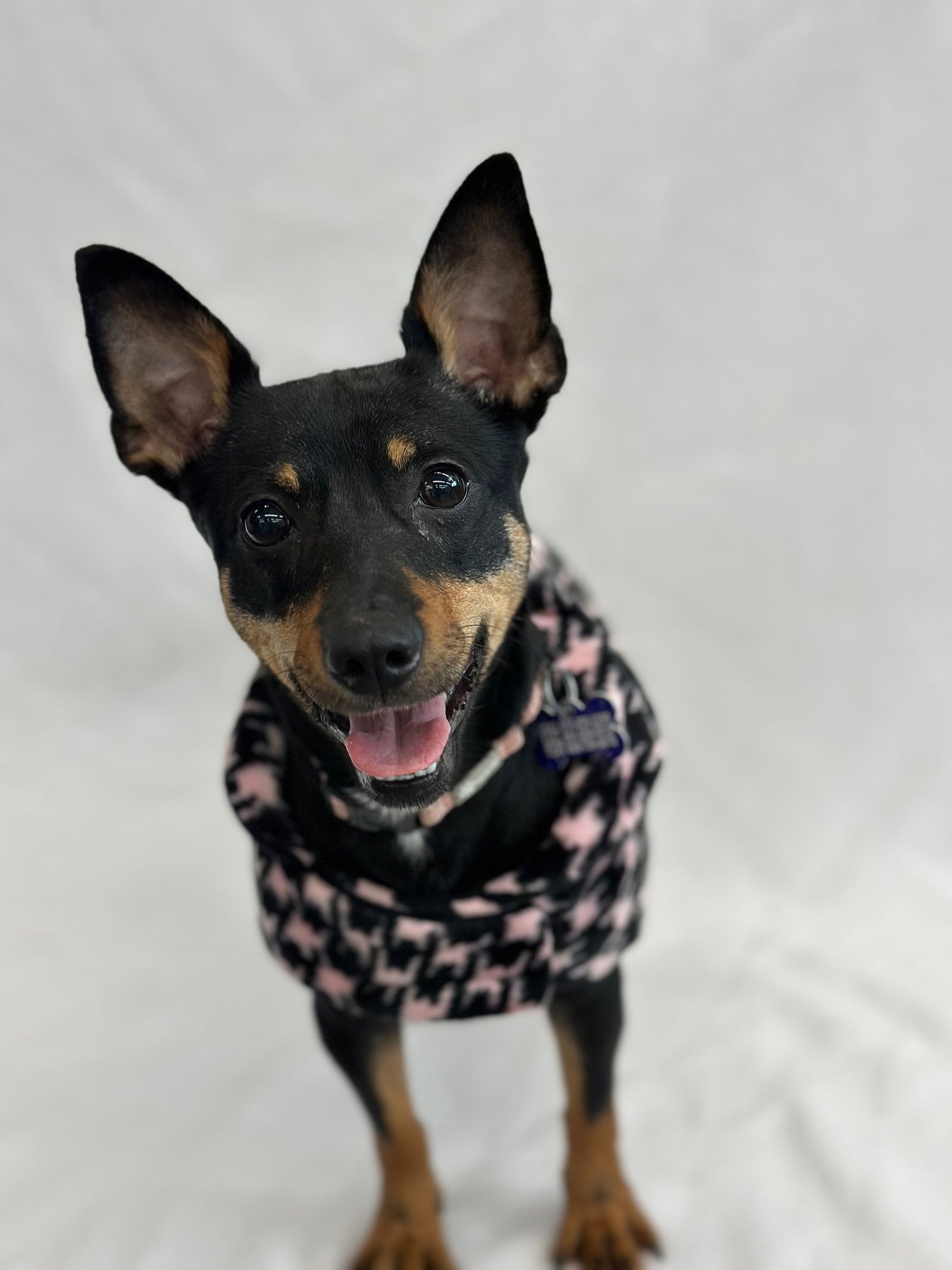 APPLESAUCE - Miniature Pinscher available for adoption