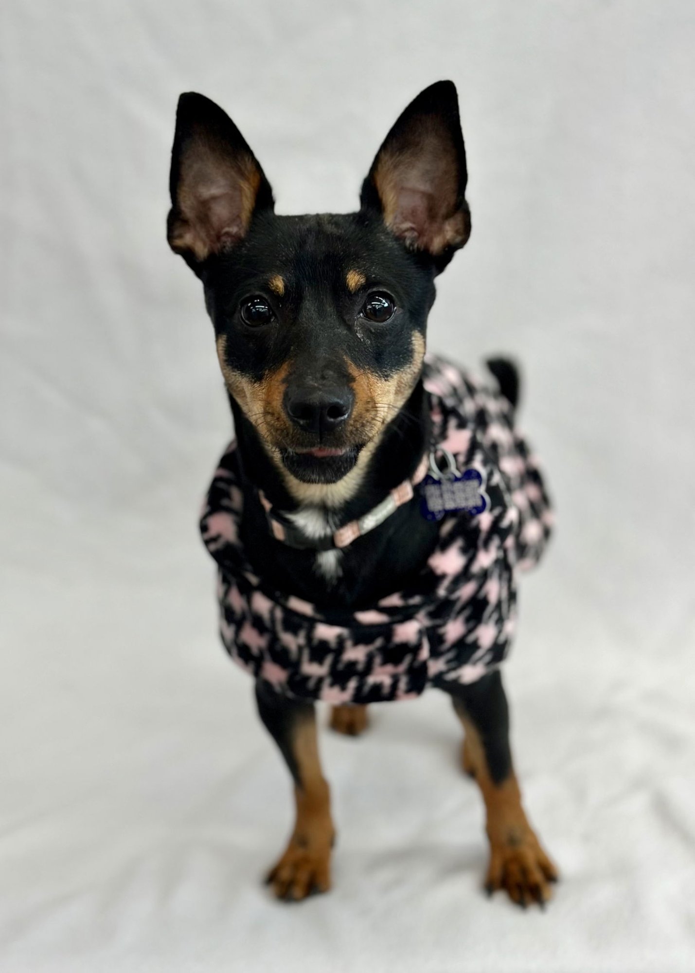 Applesauce - Photo 3