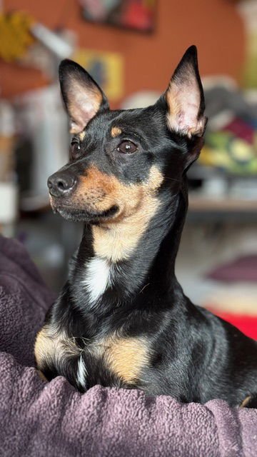 Applesauce - Photo 4