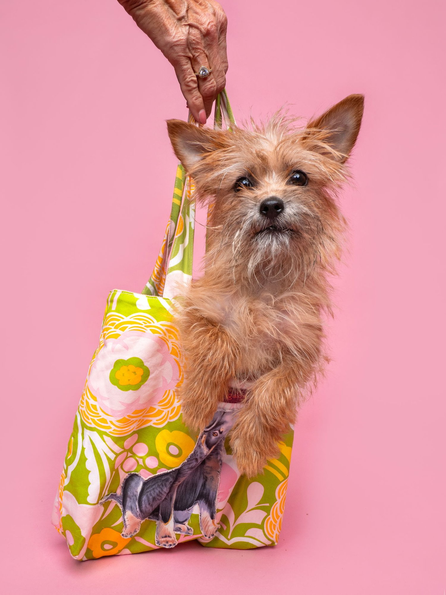 CLIFFHANGER - Yorkshire Terrier Yorkie / Cairn Terrier available for adoption