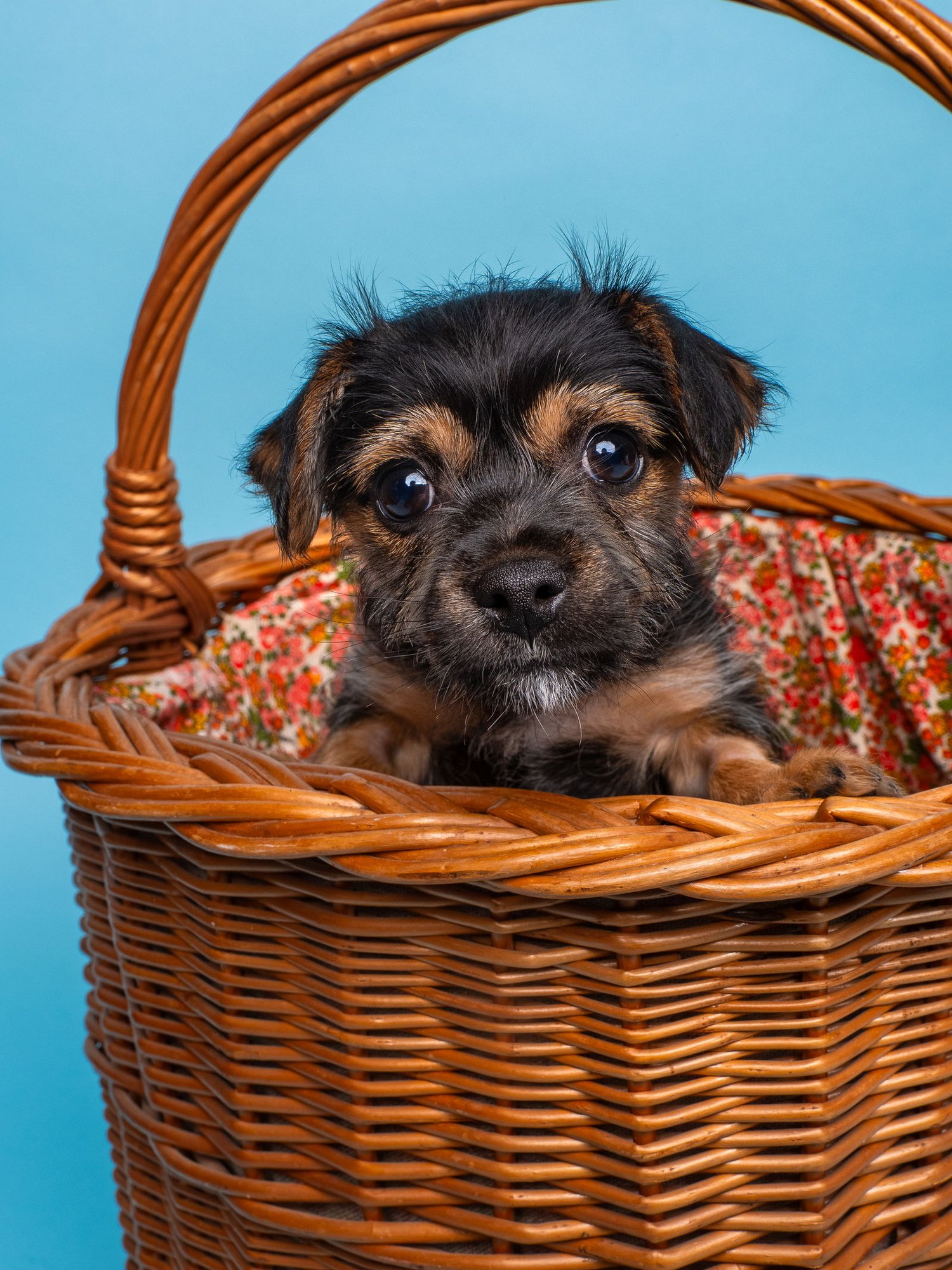 CHIX SOUP: NOODLE - Miniature Schnauzer available for adoption