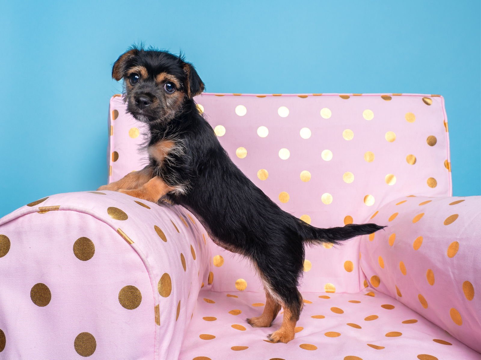 Chix Soup: Noodle - Photo 3