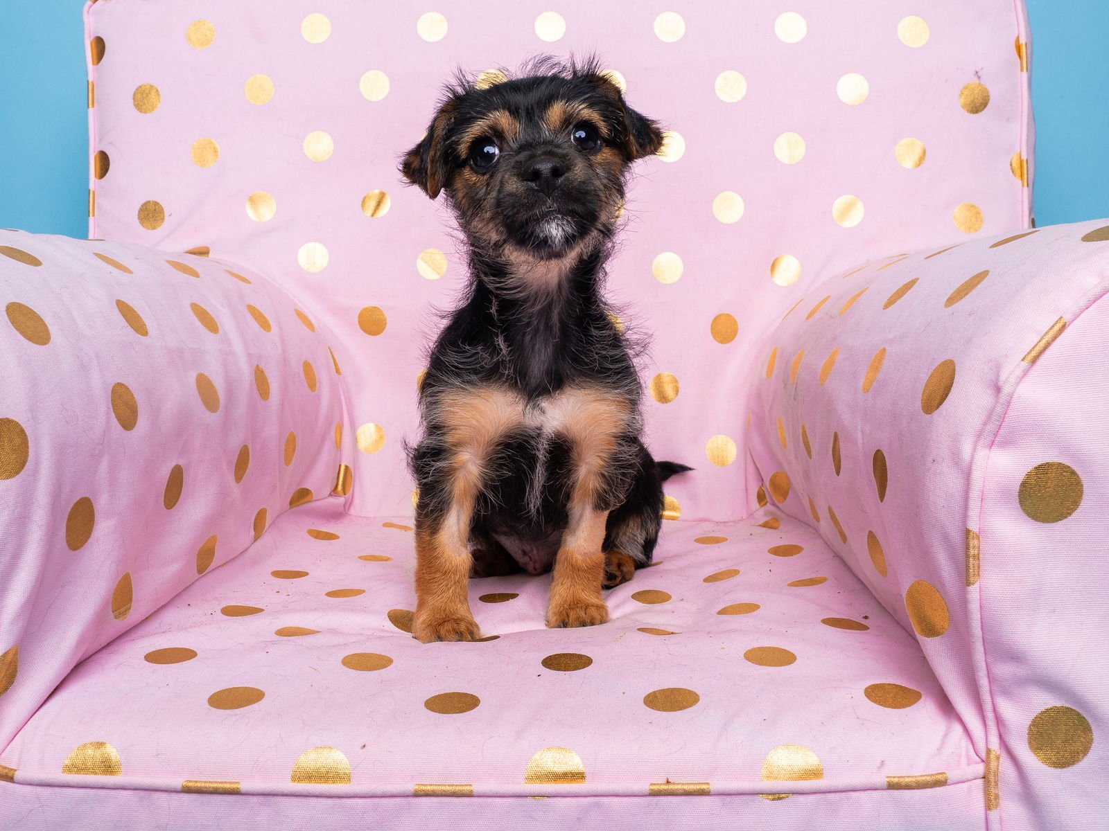 Chix Soup: Noodle - Photo 4