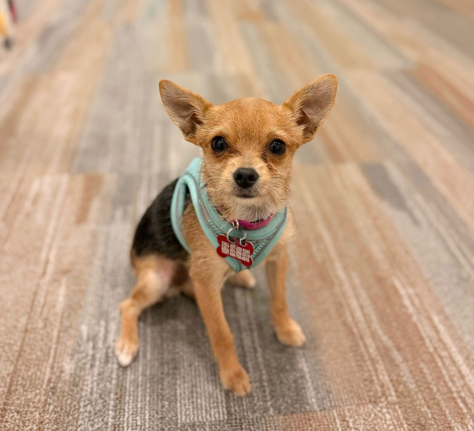 KINDLE - Yorkshire Terrier Yorkie available for adoption