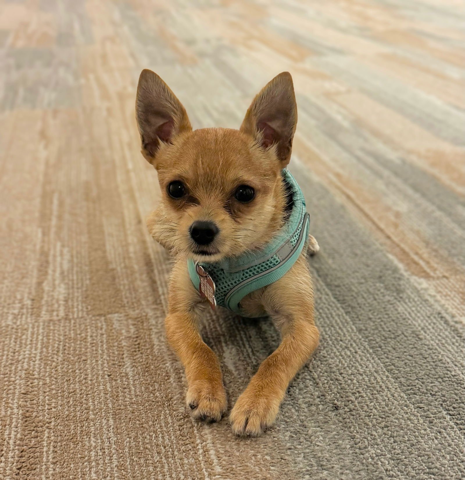 KINDLE - Yorkshire Terrier Yorkie available for adoption