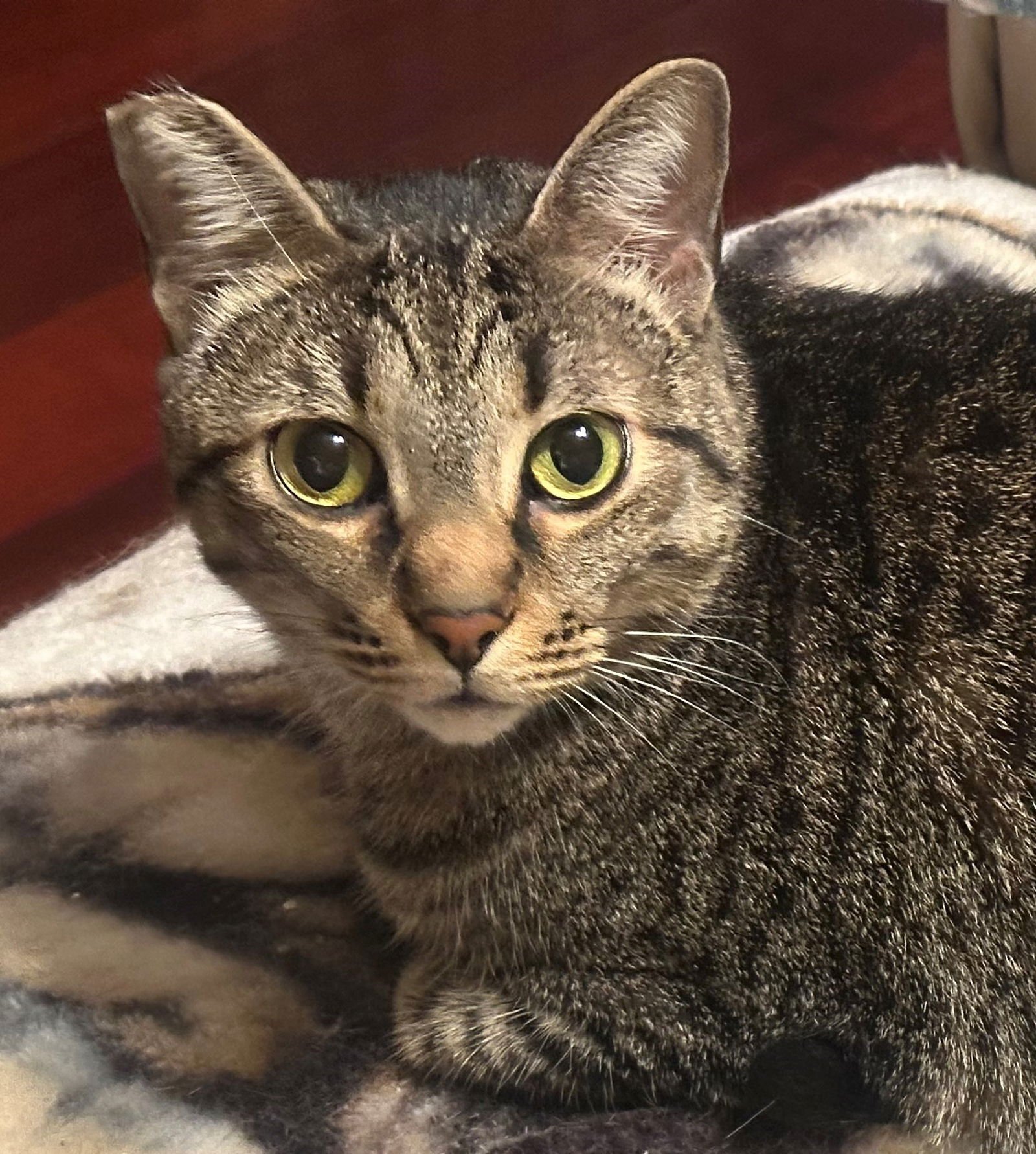 RODNEY - Tabby available for adoption