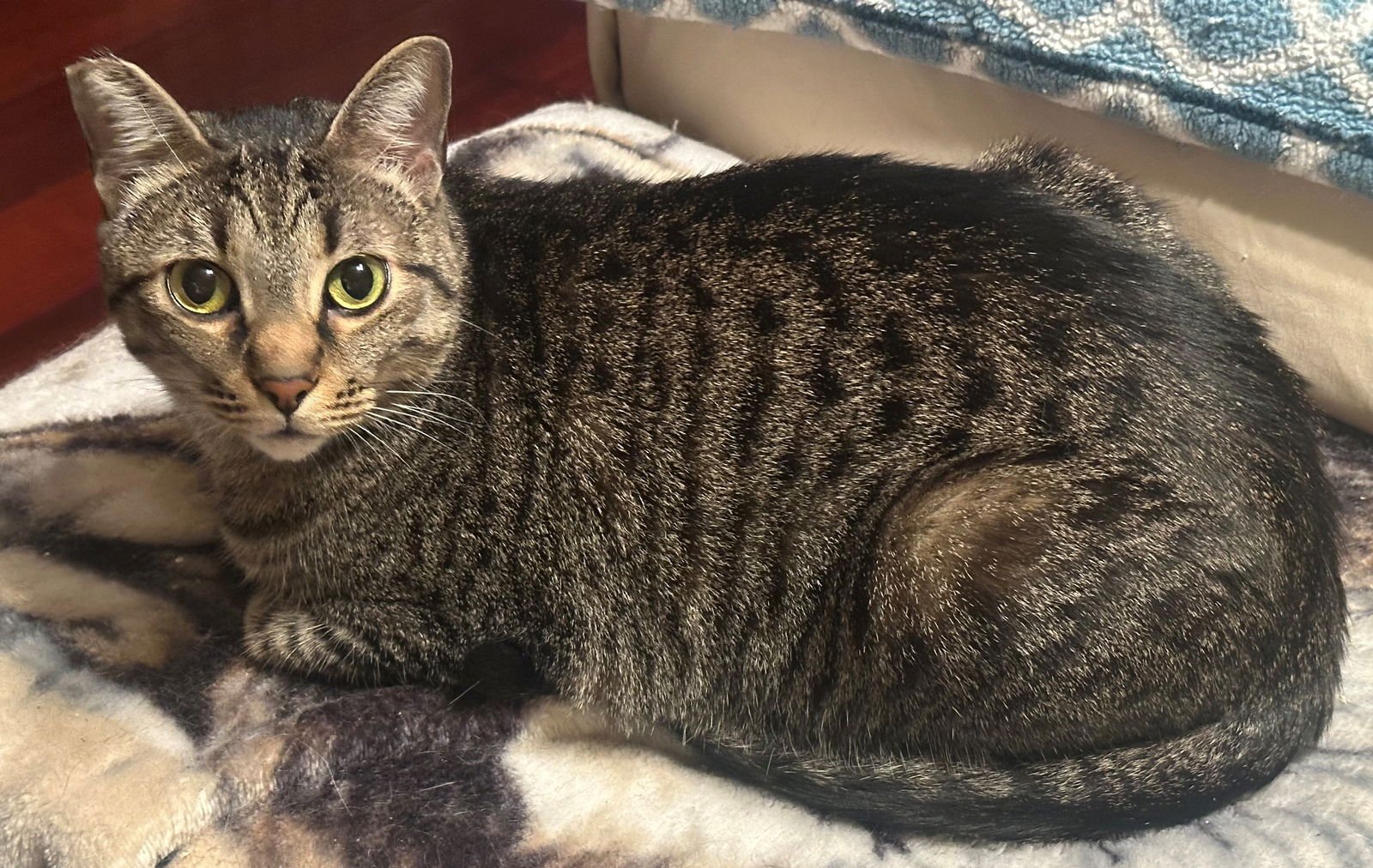 RODNEY - Tabby available for adoption