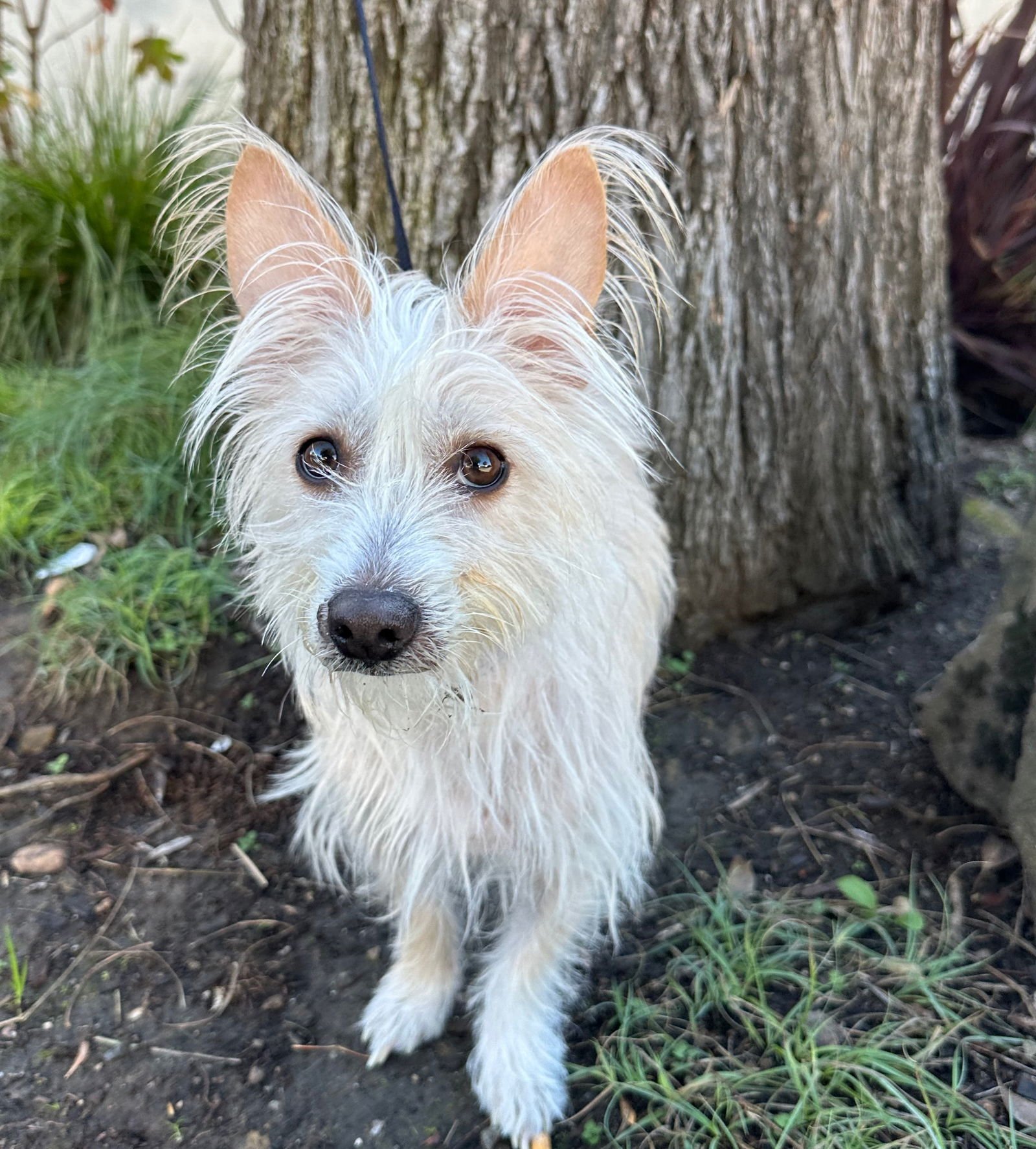 SNOW WHITE - West Highland White Terrier Westie / Norwich Terrier available for adoption