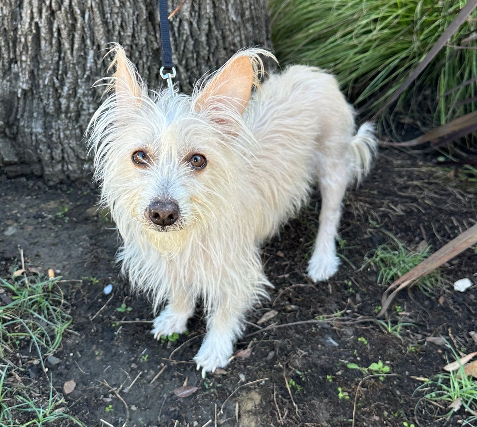 SNOW WHITE - West Highland White Terrier Westie / Norwich Terrier available for adoption