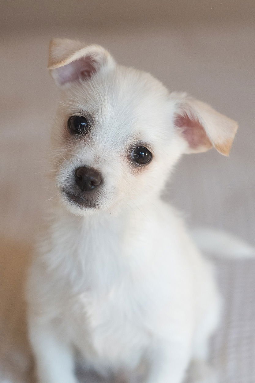 GATORADE - Chihuahua available for adoption