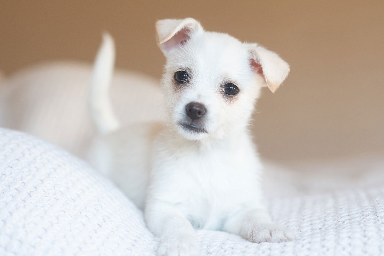 GATORADE - Chihuahua available for adoption