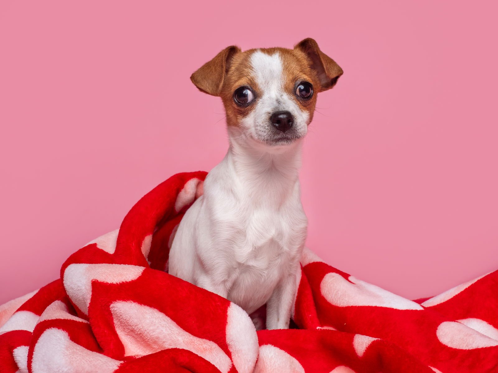 SEED: POPPY - Italian Greyhound available for adoption