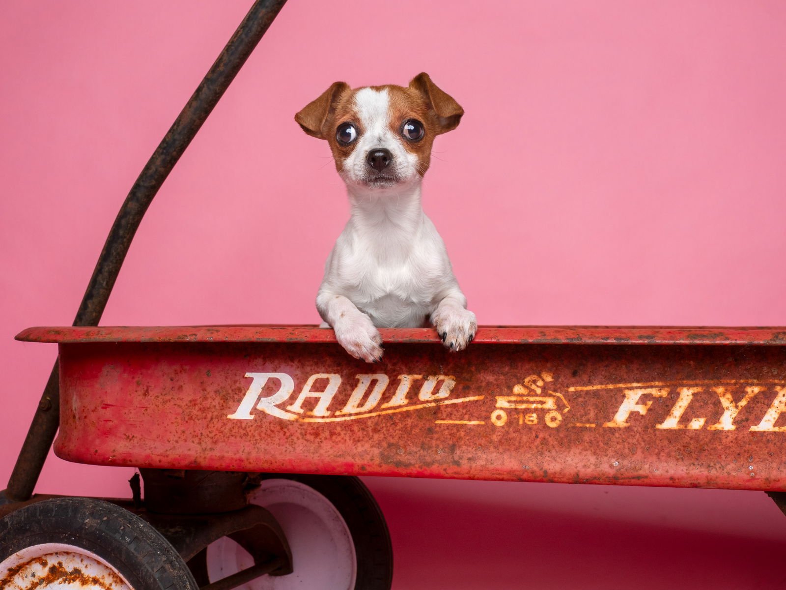 SEED: POPPY - Italian Greyhound available for adoption