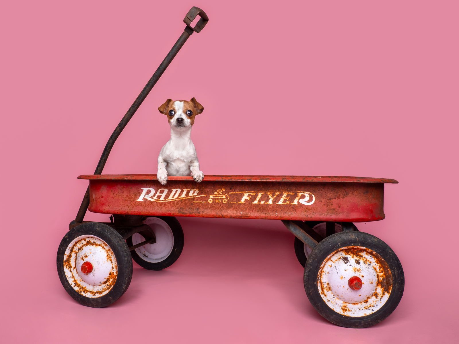 Seed: Poppy - Photo 3