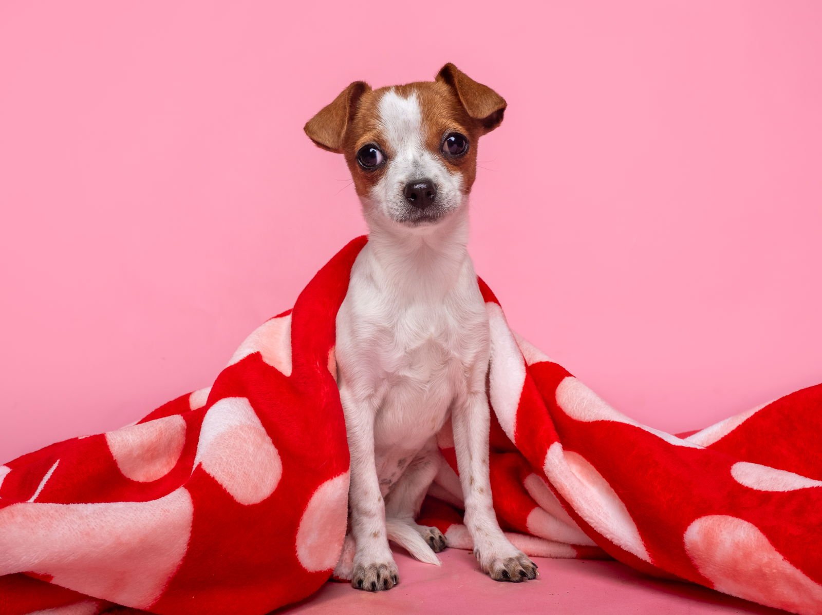 Seed: Poppy - Photo 4