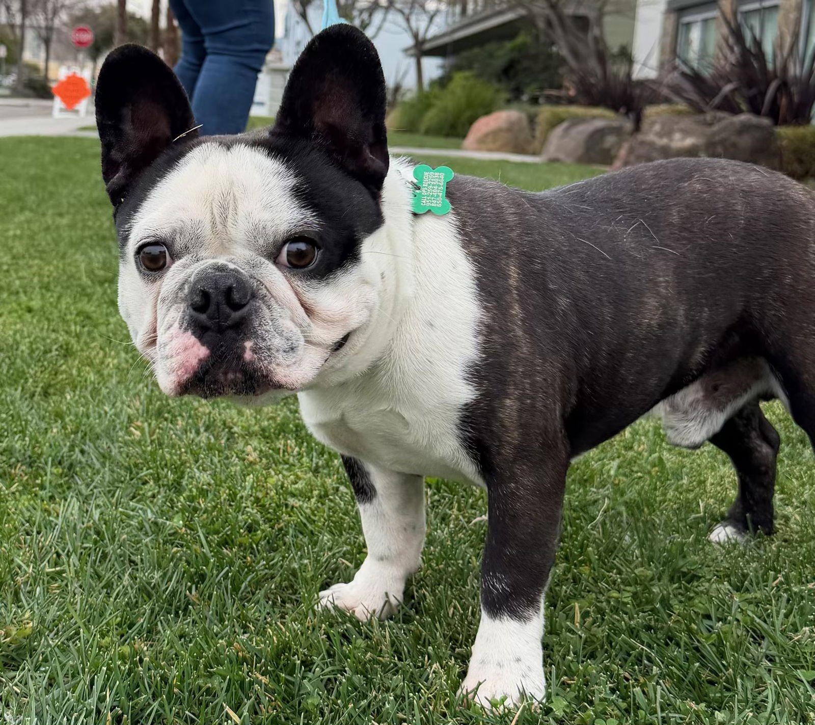 CRUMPET - French Bulldog available for adoption