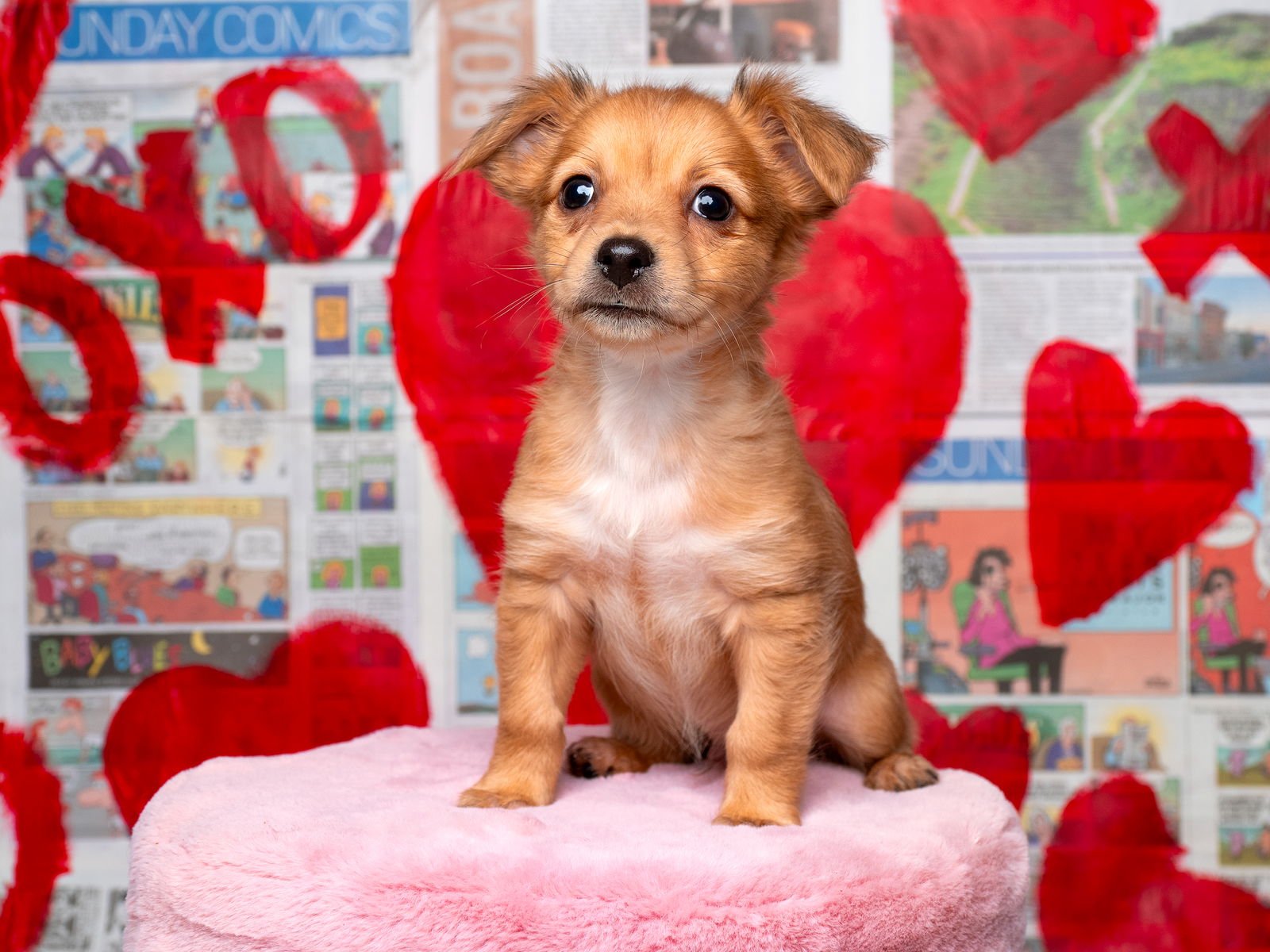 NEWS: CHRONICLE - Pomeranian / Chihuahua available for adoption