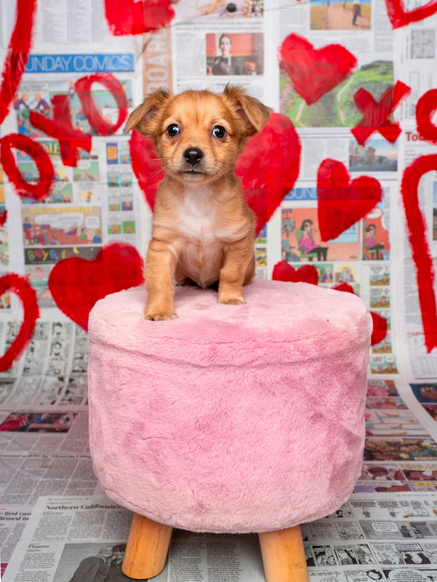 NEWS: CHRONICLE - Pomeranian / Chihuahua available for adoption