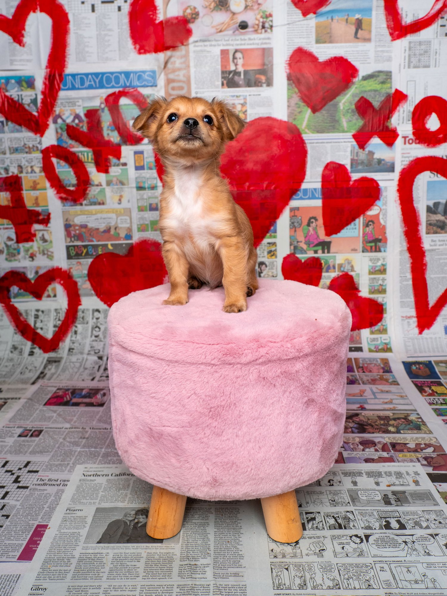 News: Chronicle - Photo 4