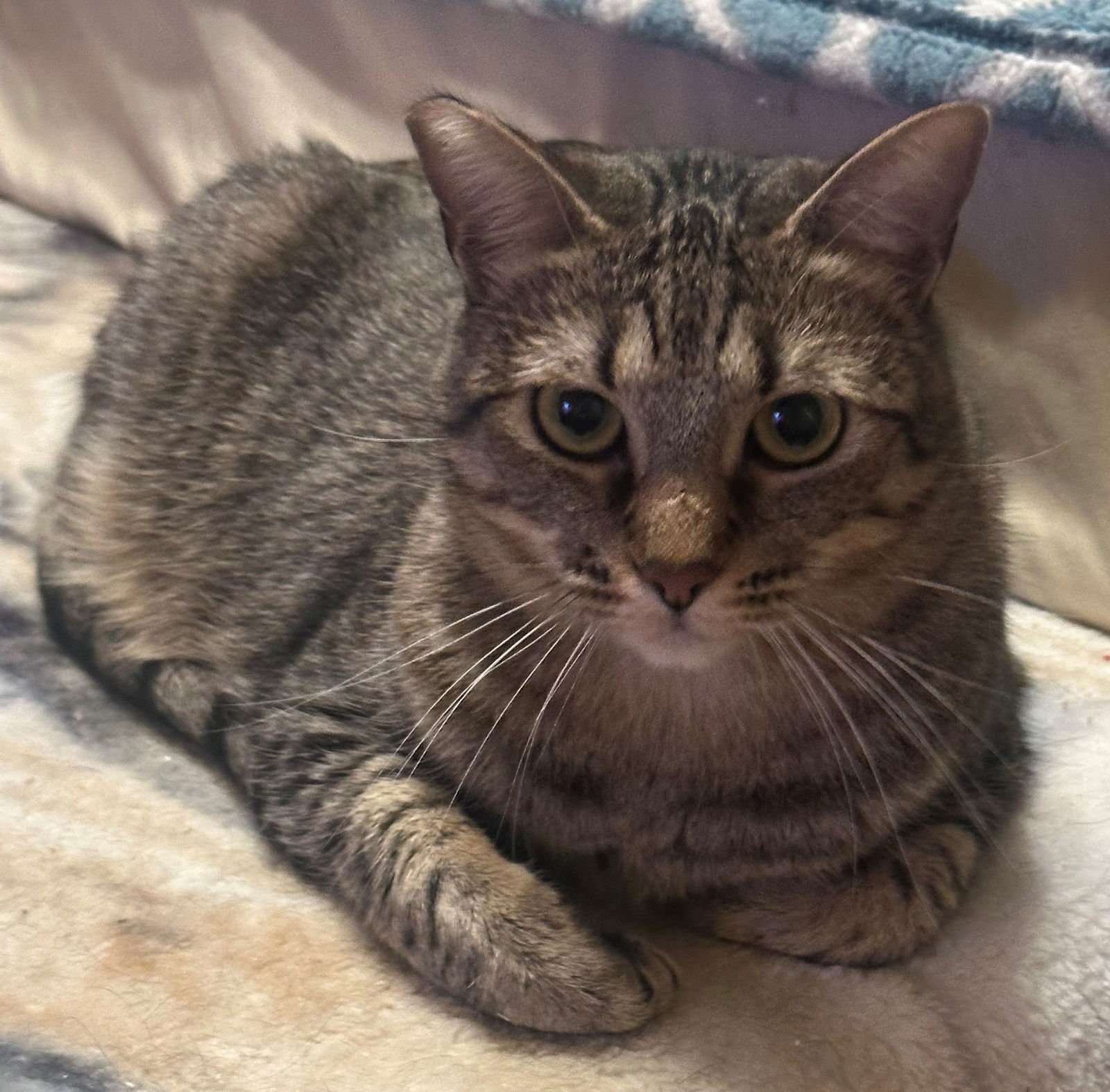 SKIP - Tabby available for adoption