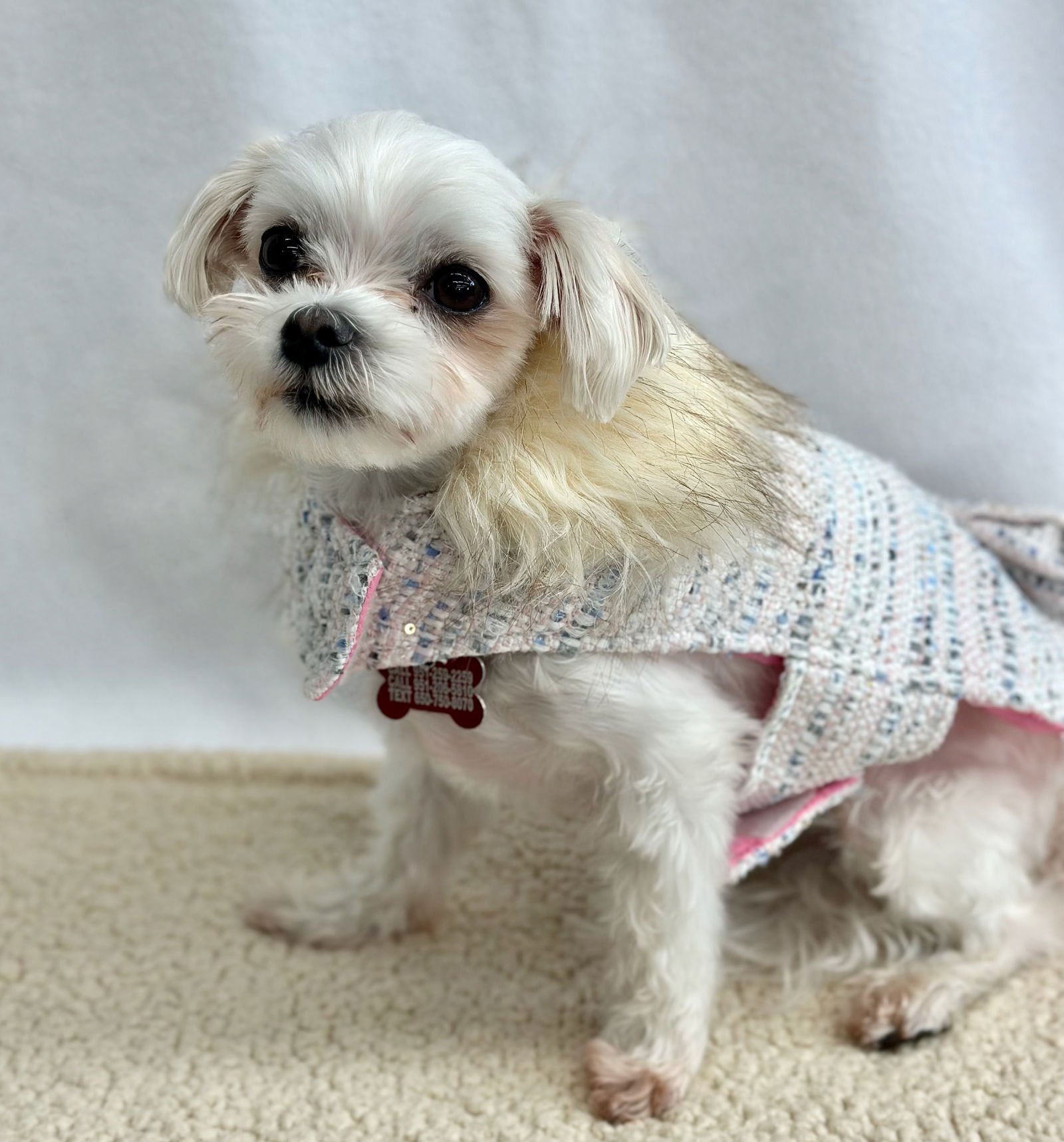 BUTTERCUP - Maltese available for adoption