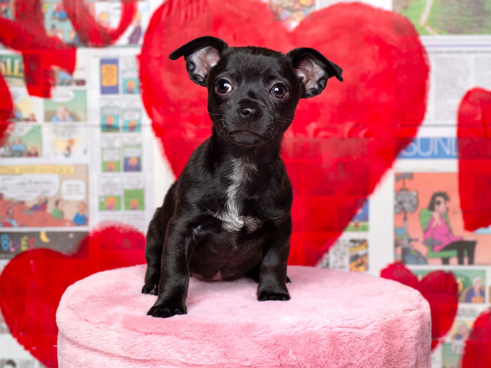 NEWS: LEDGER - Pomeranian / Chihuahua available for adoption