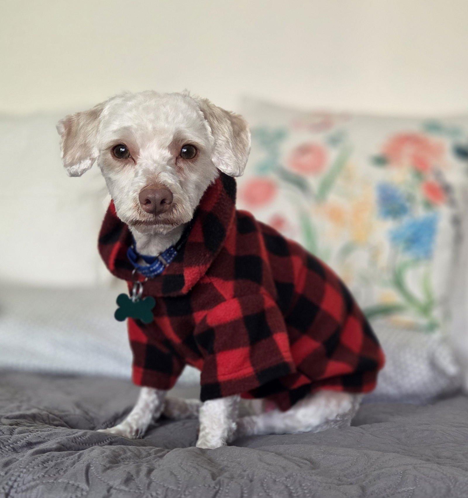 ZIPLOC - Maltese / Poodle (Miniature) available for adoption