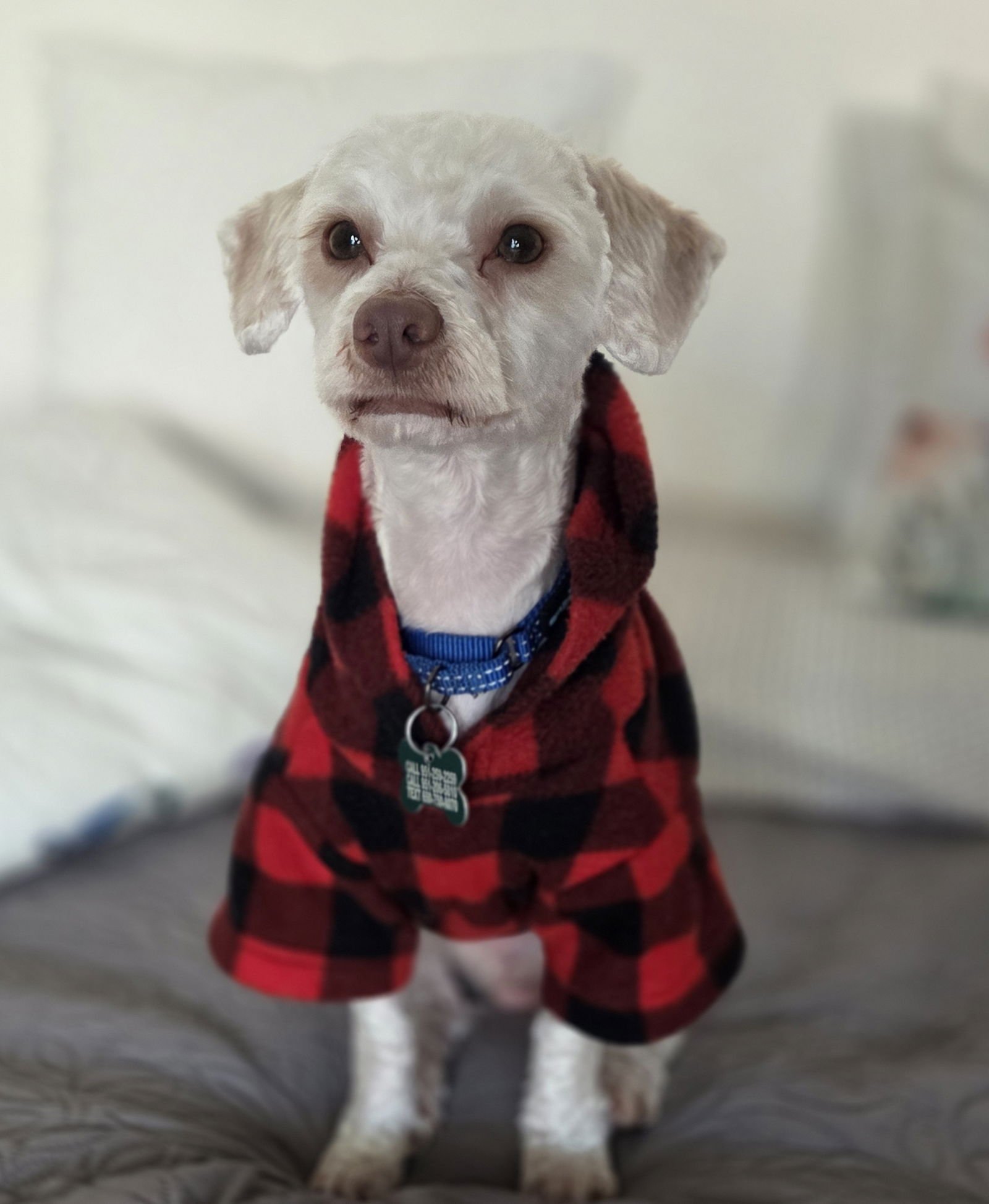 ZIPLOC - Maltese / Poodle (Miniature) available for adoption