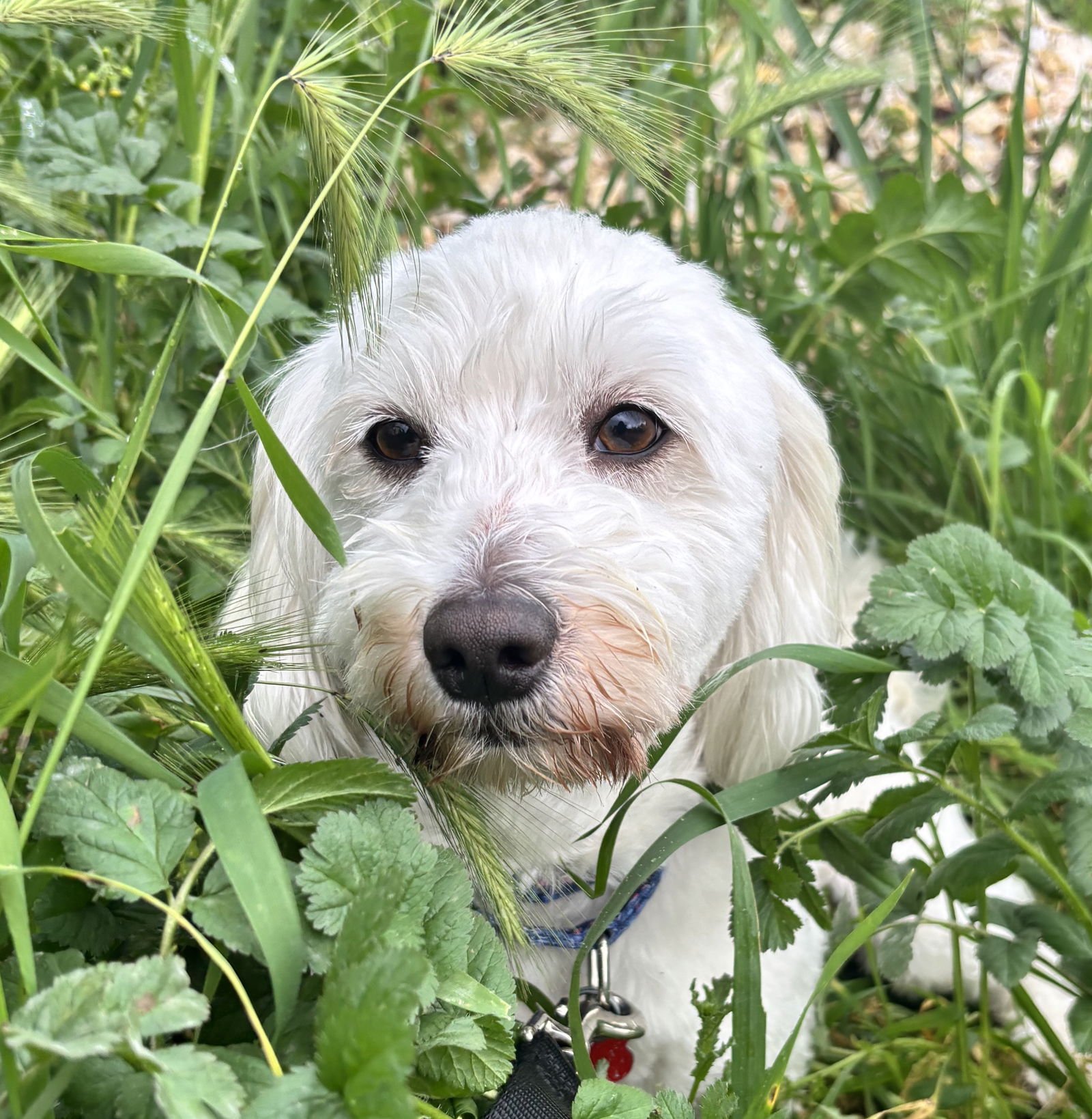 BAMBOOZLE - Havanese / Coton de Tulear available for adoption