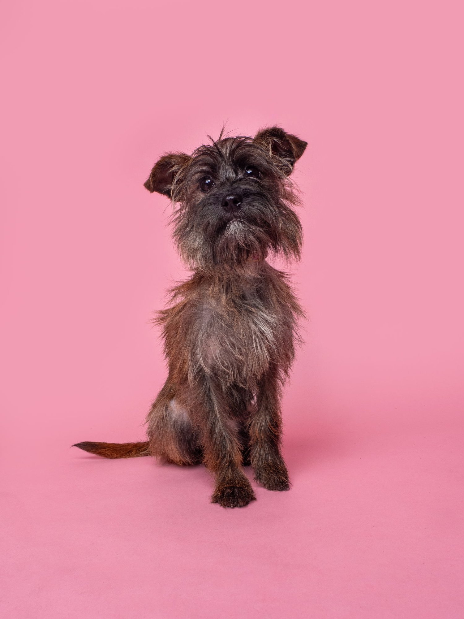 PLOT TWIST - Cairn Terrier / Yorkshire Terrier Yorkie available for adoption