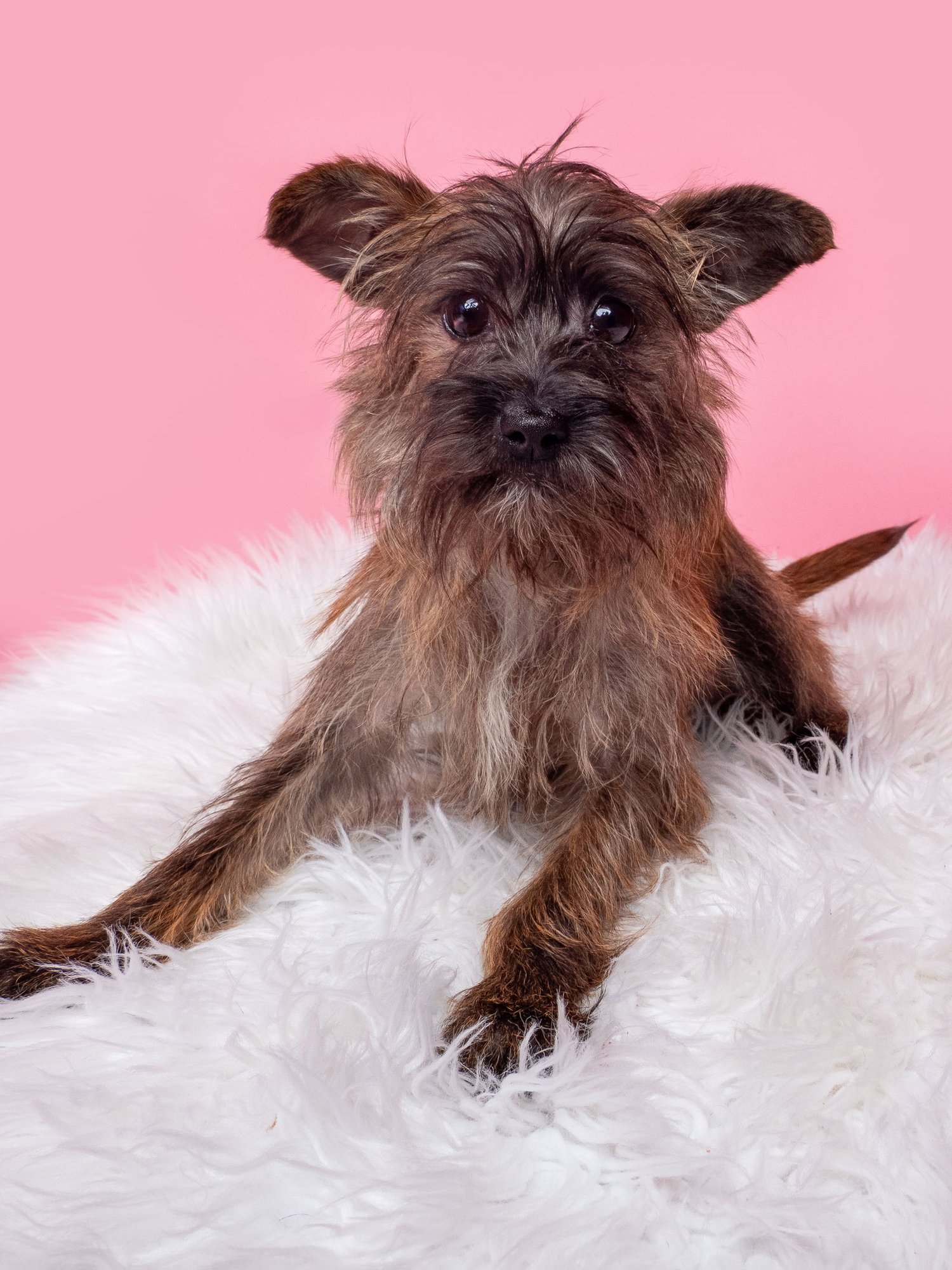 PLOT TWIST - Cairn Terrier / Yorkshire Terrier Yorkie available for adoption