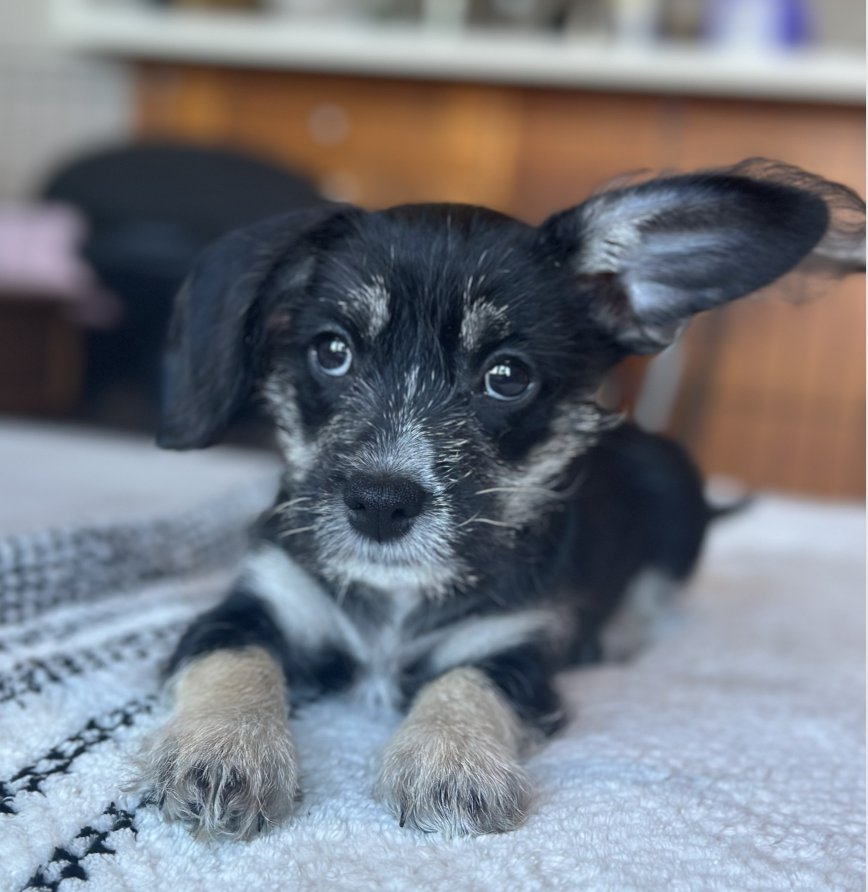 PALOMA - Miniature Pinscher available for adoption