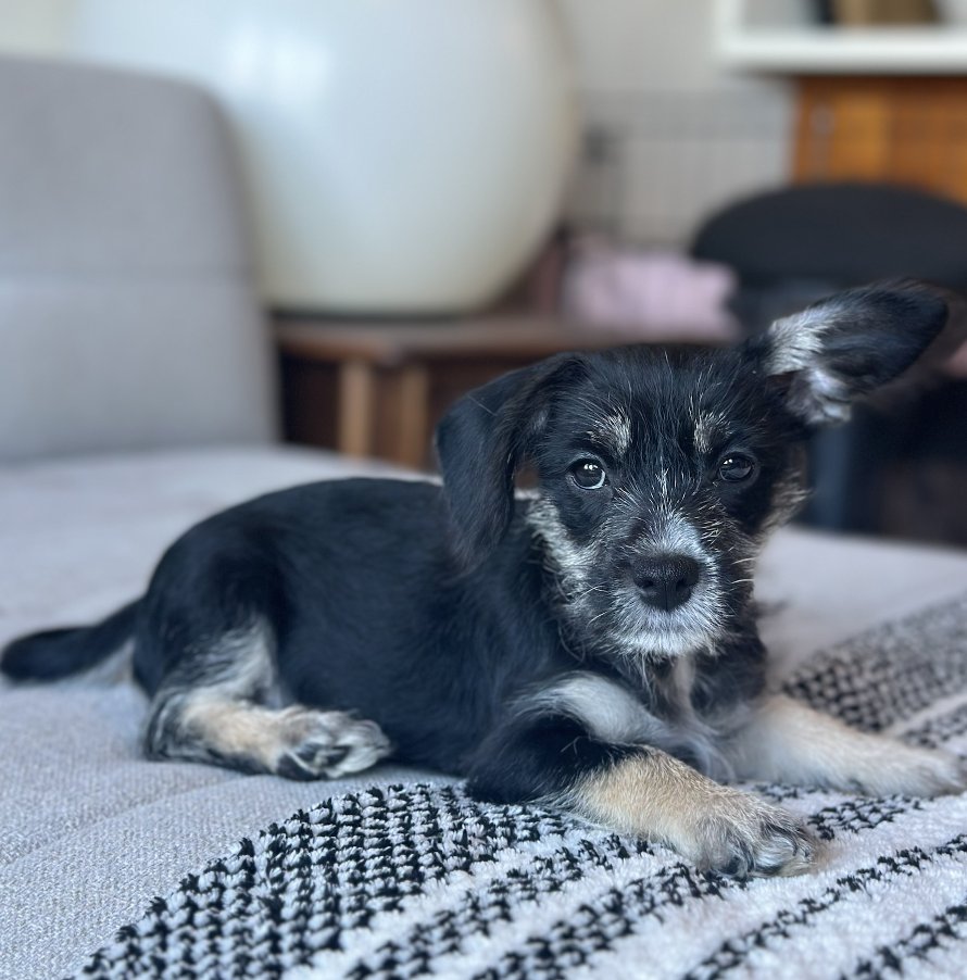 PALOMA - Miniature Pinscher available for adoption